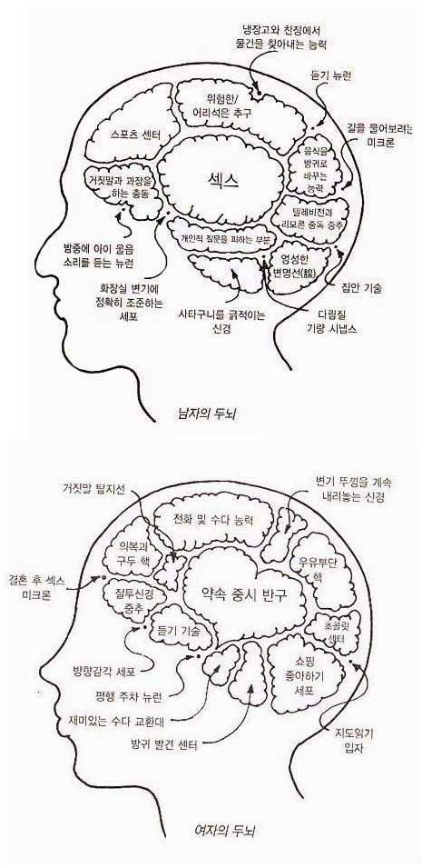 두뇌.jpg