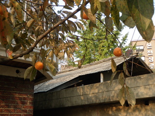 PA170102.jpg